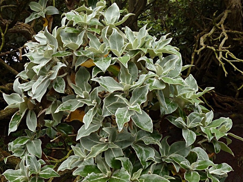 Macrolearia lyallii photo 7