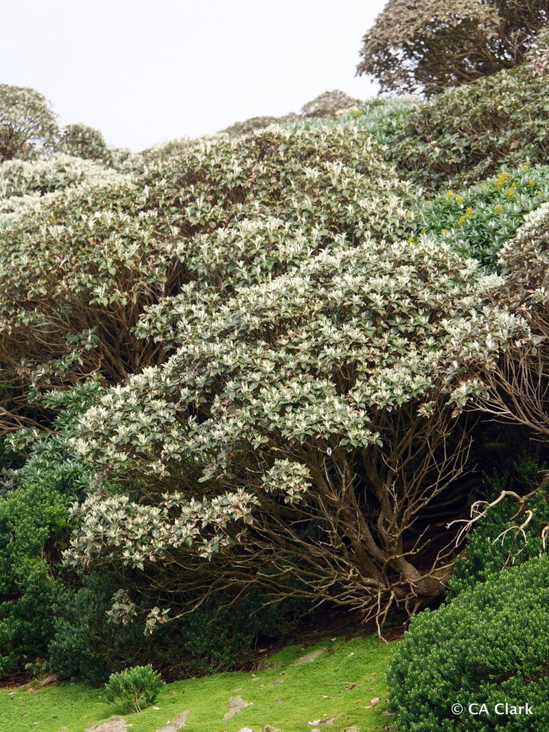 Macrolearia lyallii photo 8