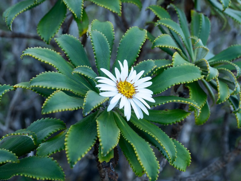 Macrolearia oporina