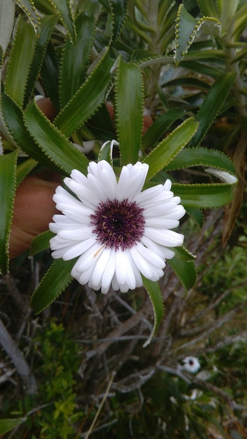 Macrolearia oporina photo 3