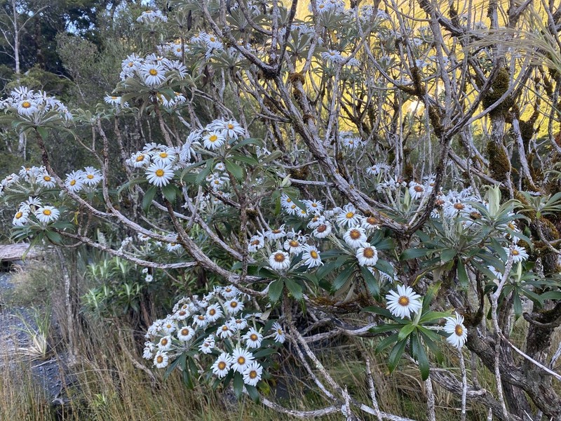 Macrolearia oporina photo 4