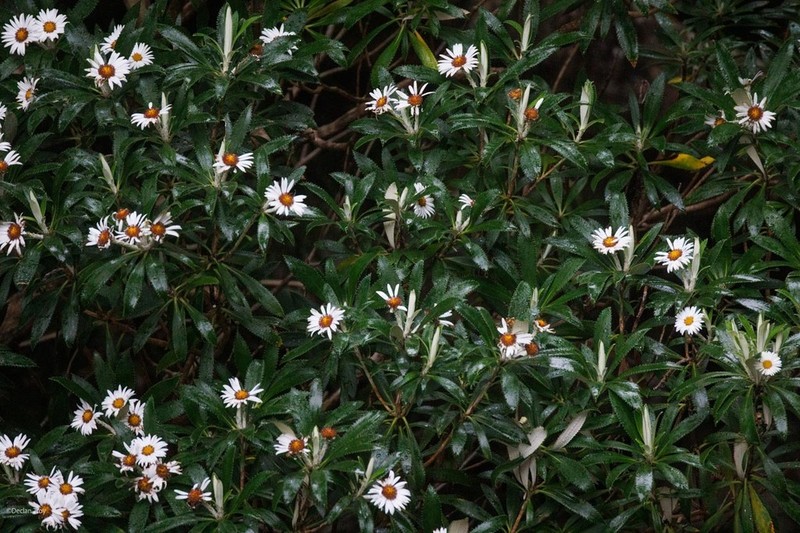 Macrolearia oporina photo 6