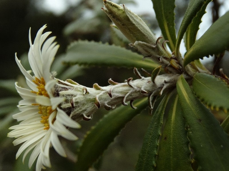 Macrolearia oporina photo 7