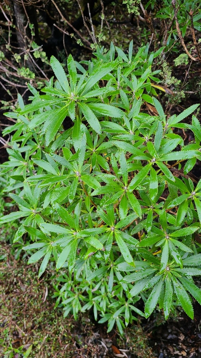 Macrolearia oporina photo 8