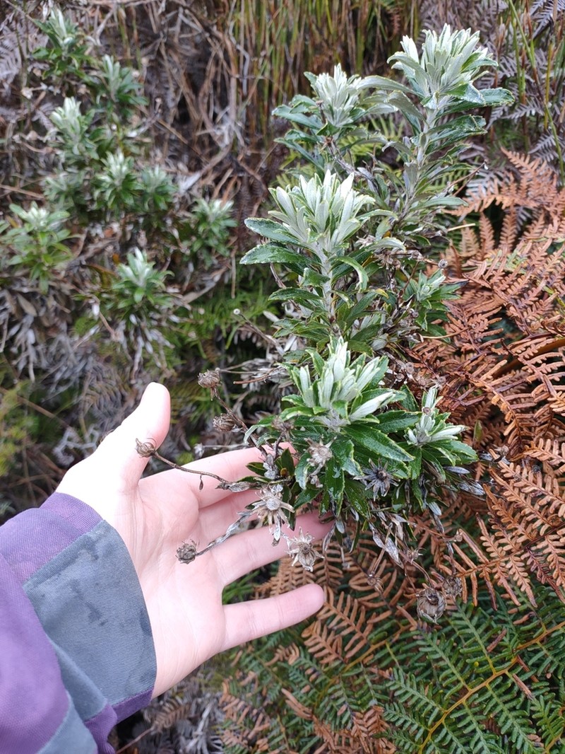 Macrolearia semidentata photo 6