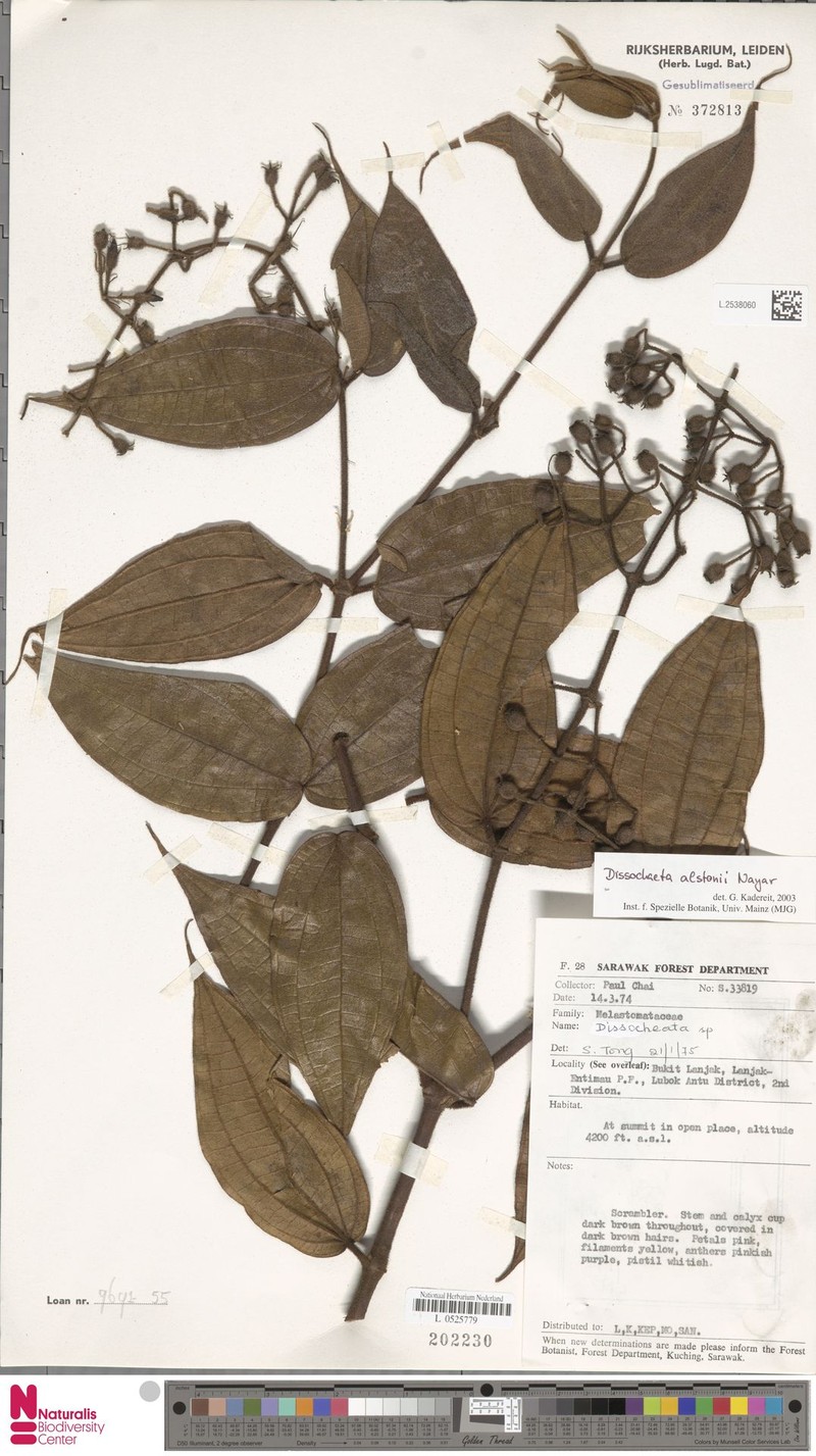 Macrolenes alstonii