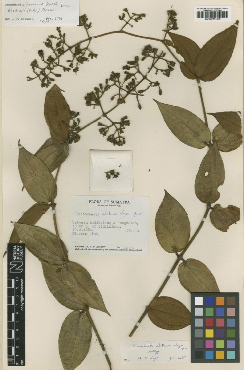 Macrolenes alstonii photo 2