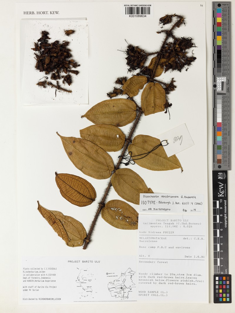 Macrolenes atrobrunnea