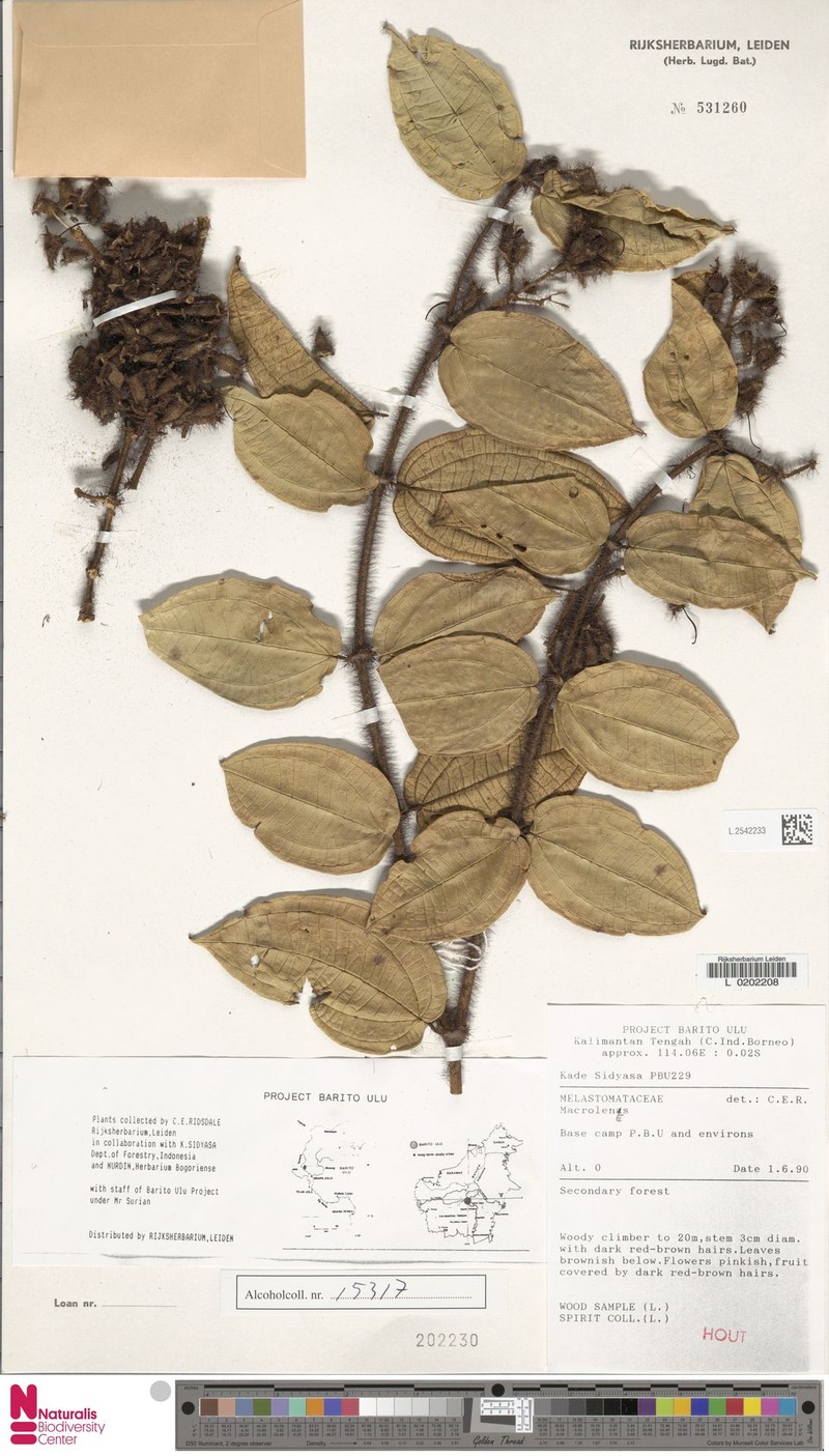 Macrolenes atrobrunnea photo 2