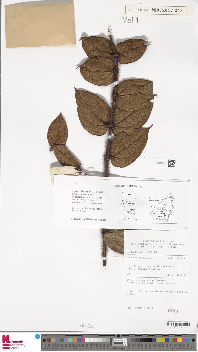 Macrolenes atrobrunnea photo 3