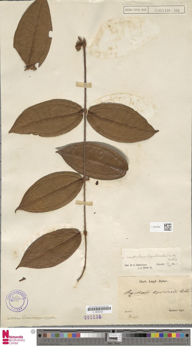 Macrolenes bipulvinata