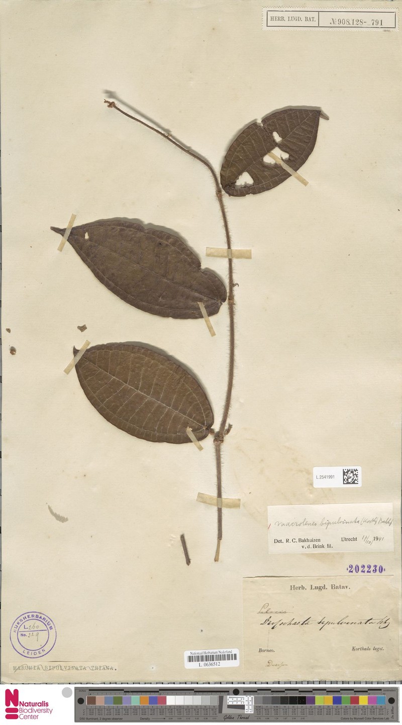 Macrolenes bipulvinata photo 2