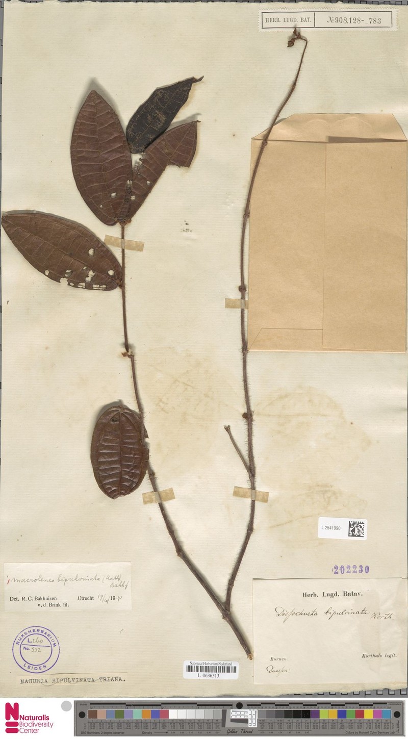 Macrolenes bipulvinata photo 3