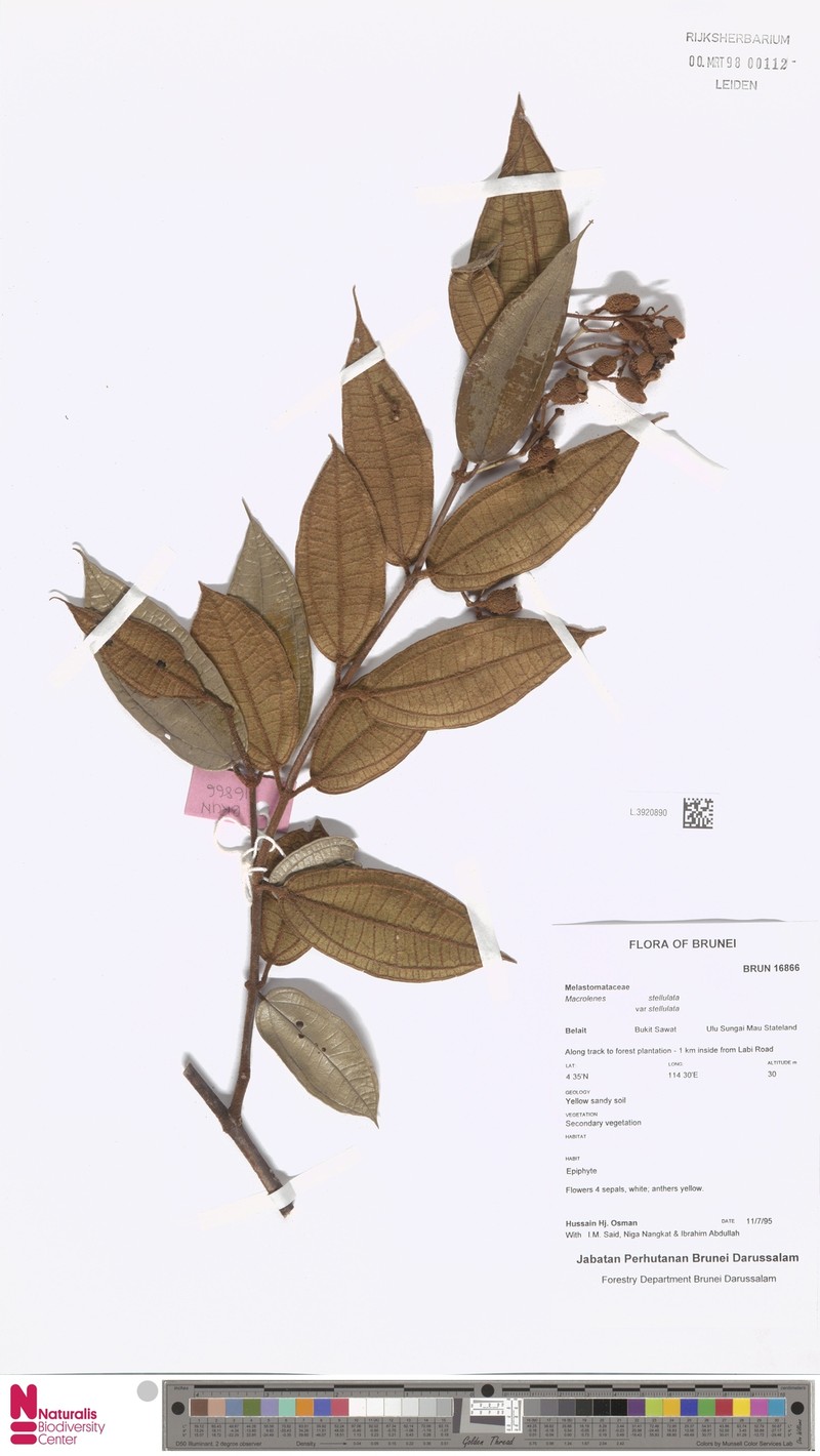 Macrolenes bruneiensis