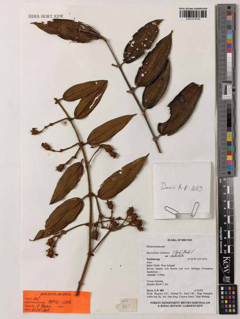 Macrolenes bruneiensis photo 2