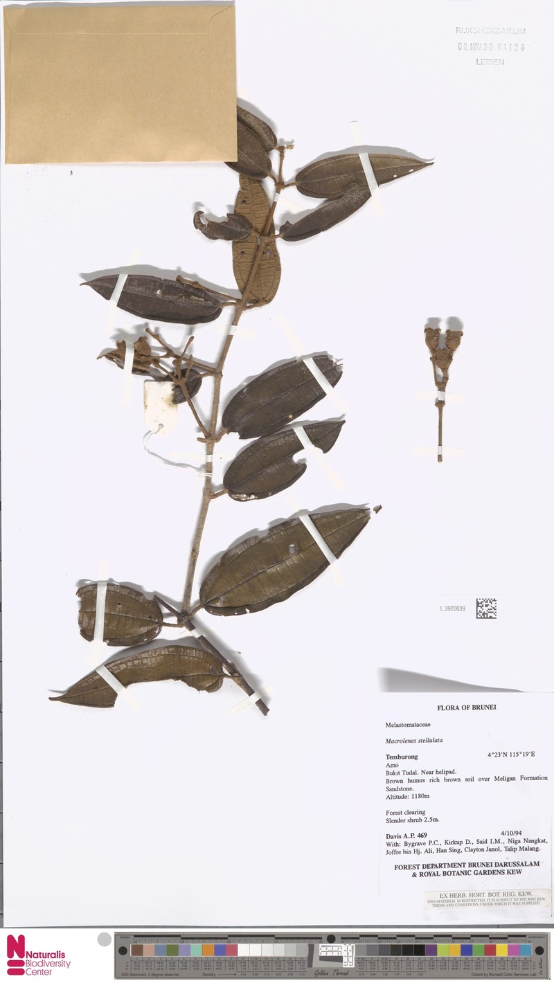 Macrolenes bruneiensis photo 3
