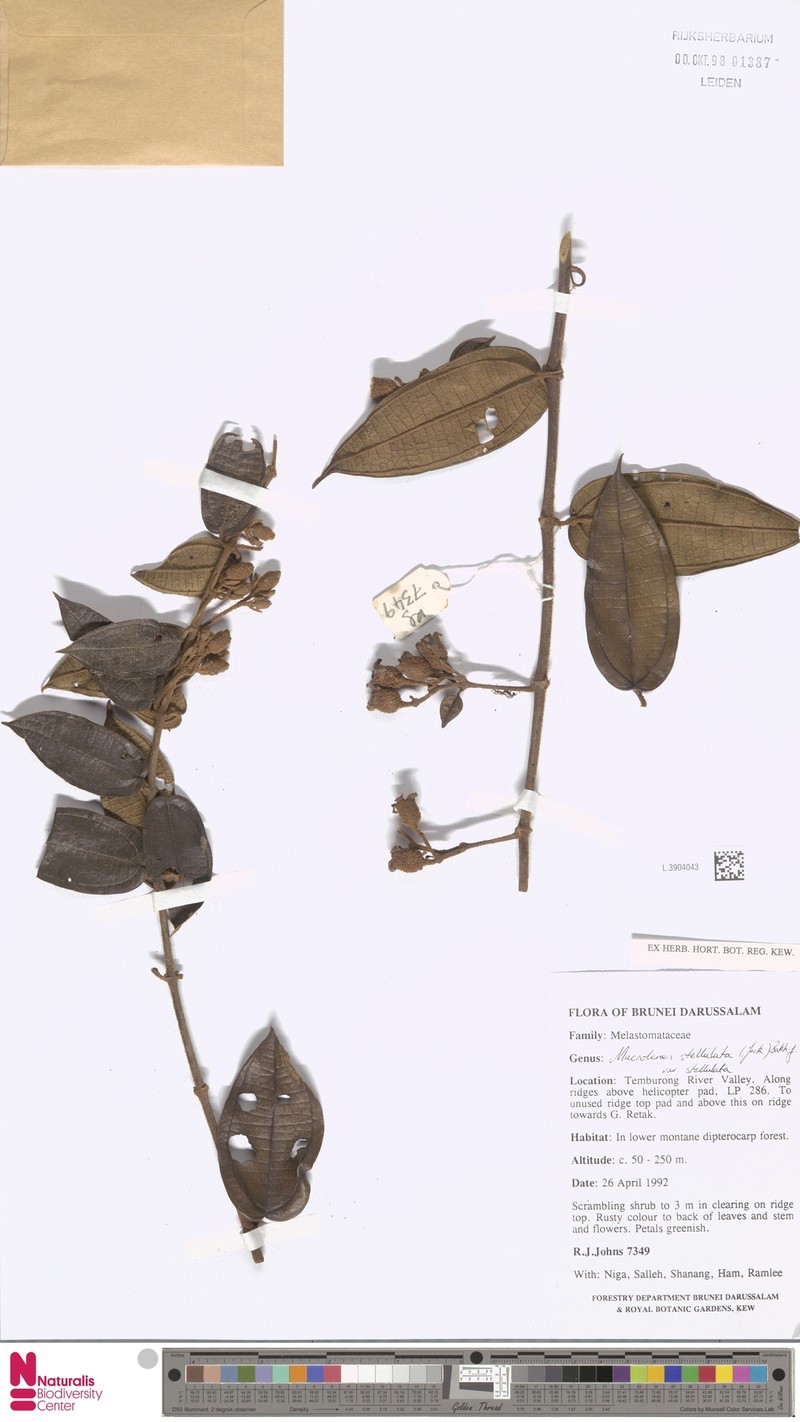 Macrolenes bruneiensis photo 4