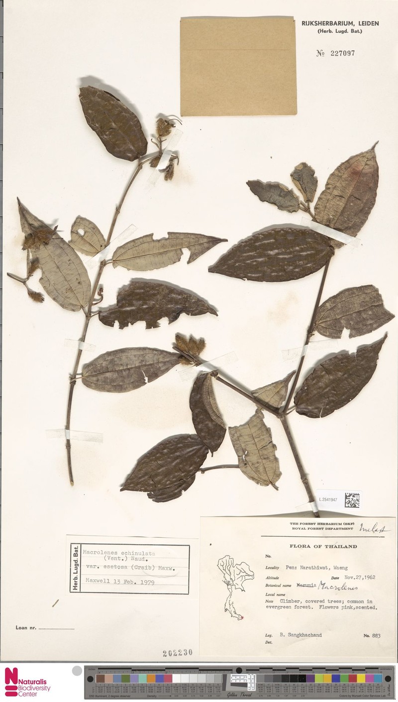 Macrolenes esetosa