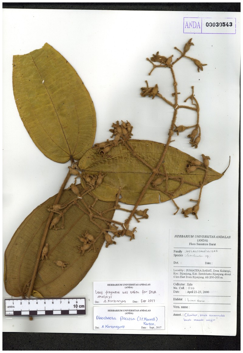 Macrolenes floccosa