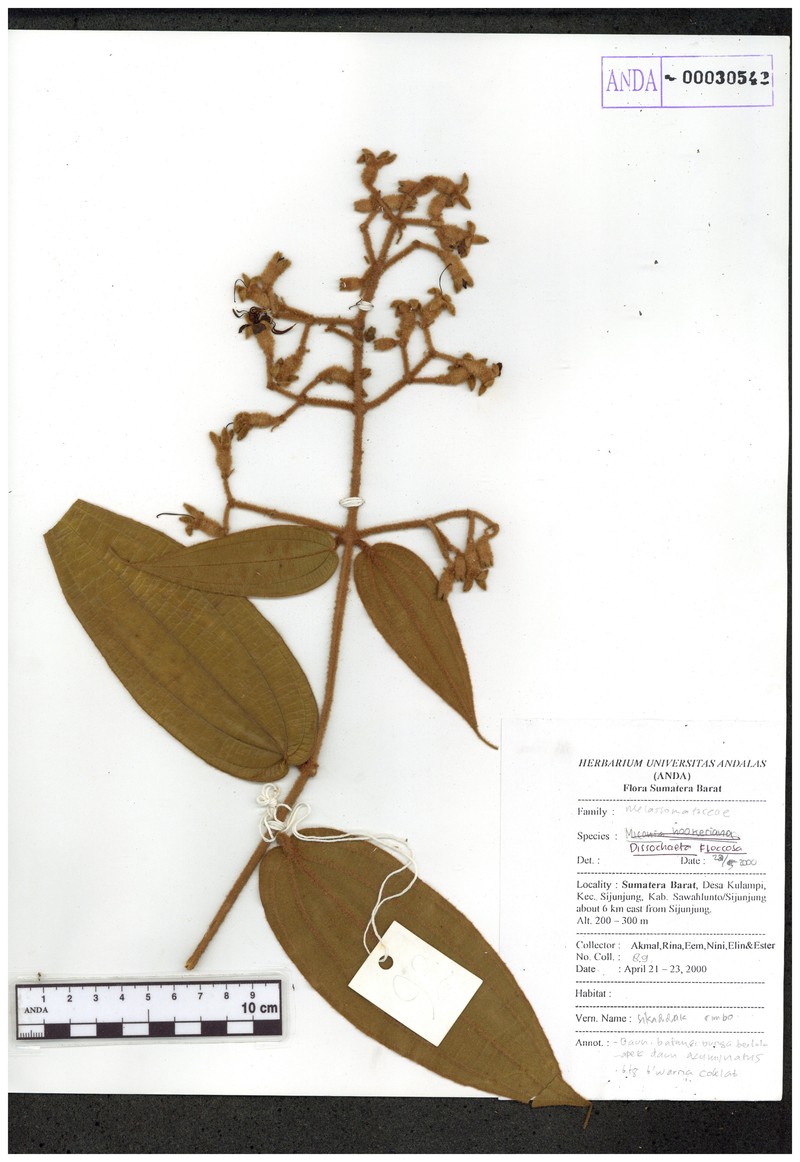 Macrolenes floccosa photo 2