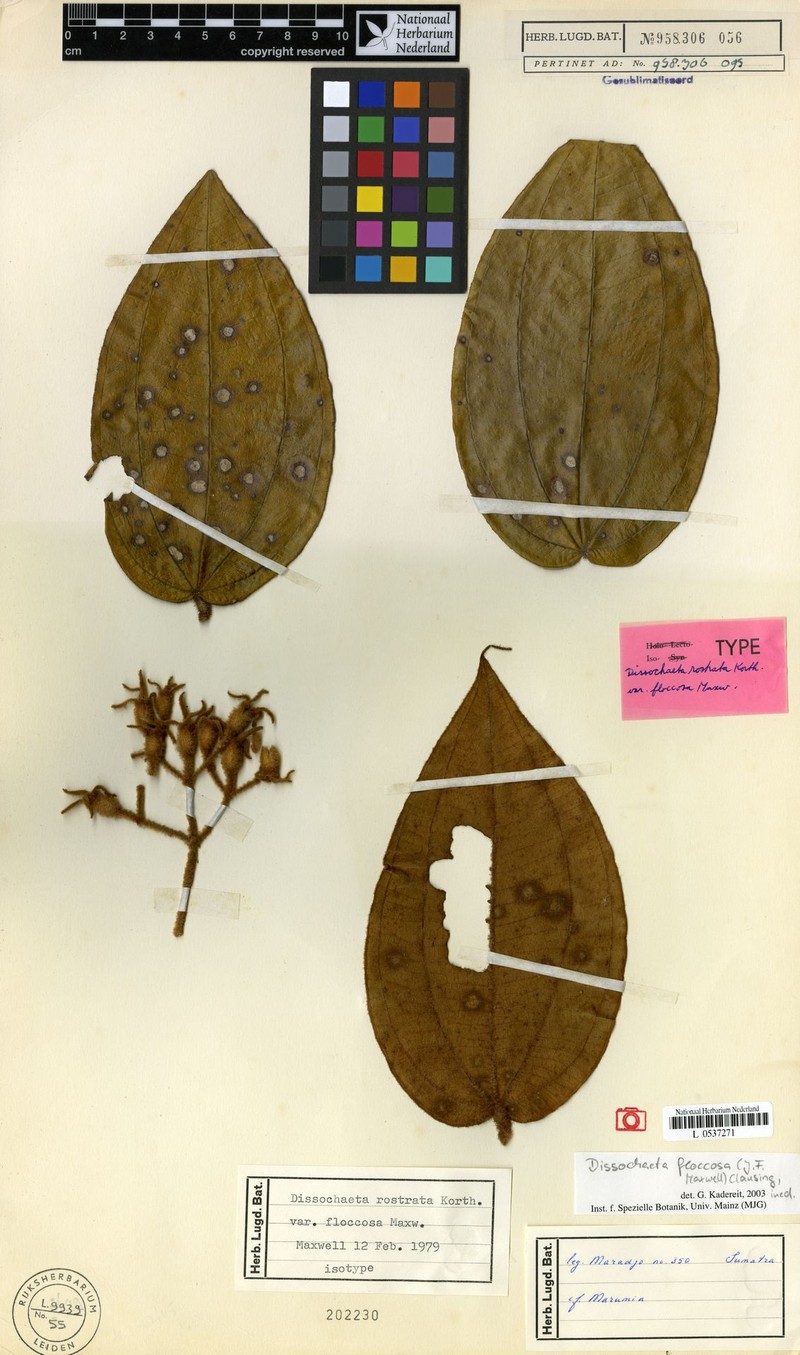 Macrolenes floccosa photo 3