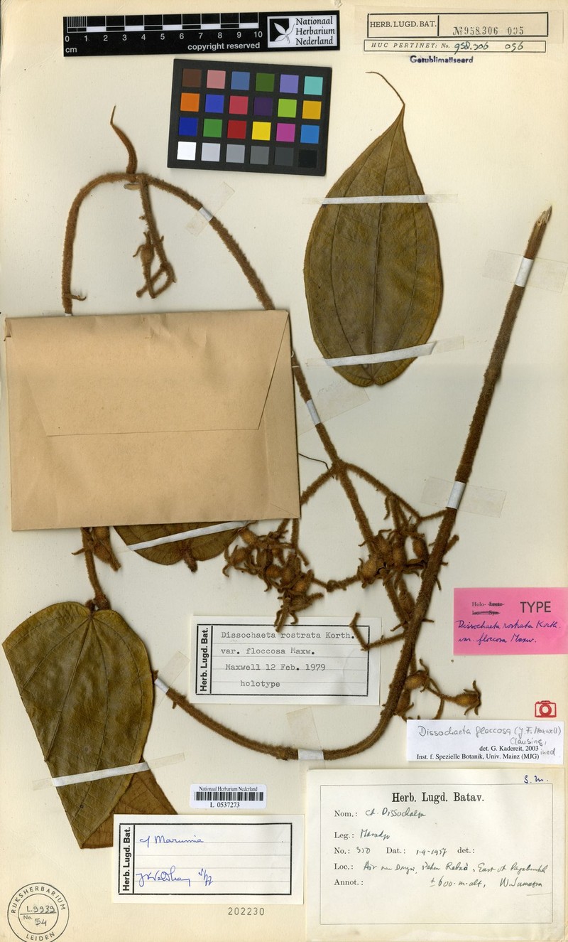 Macrolenes floccosa photo 4