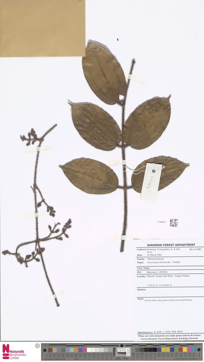 Macrolenes hirsutoidea