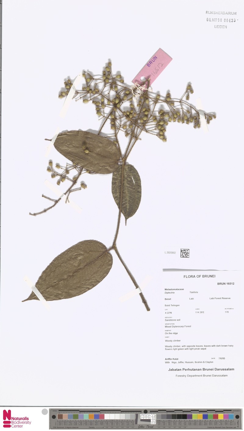 Macrolenes hirsutoidea photo 2