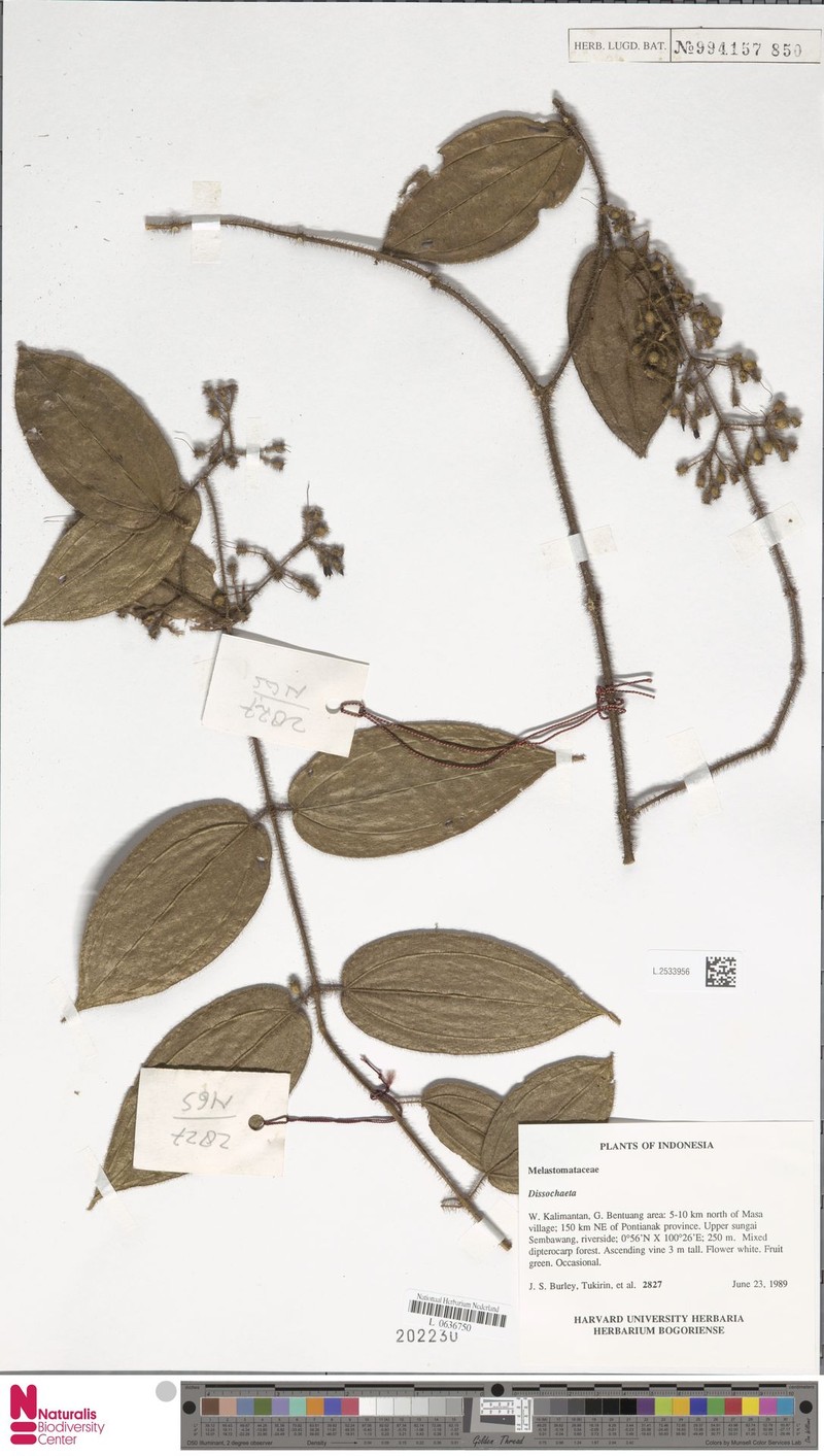 Macrolenes hirsutoidea photo 3