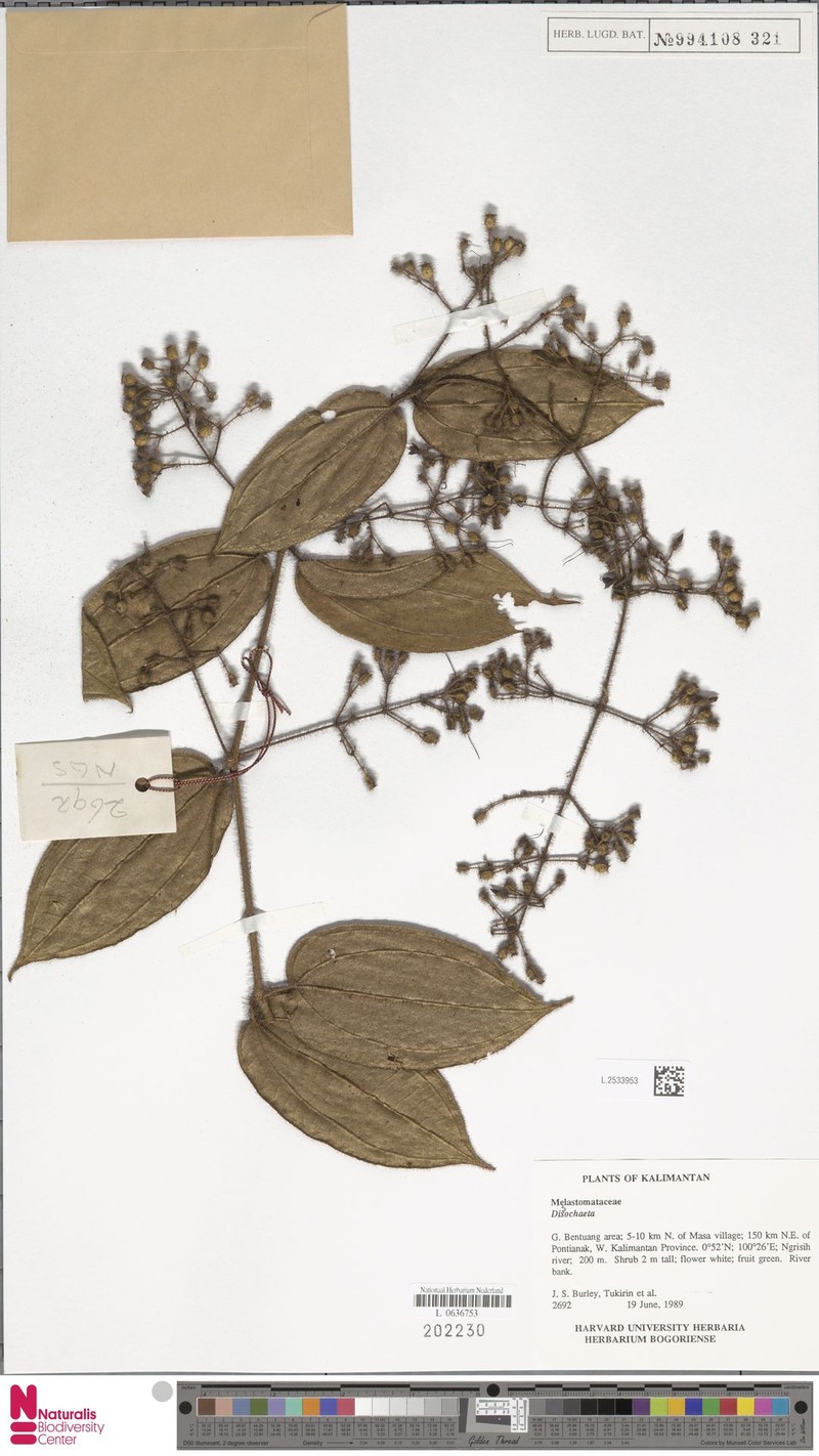 Macrolenes hirsutoidea photo 4