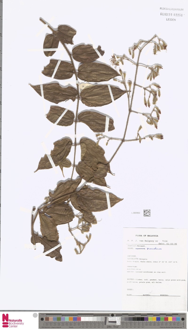 Macrolenes johorensis