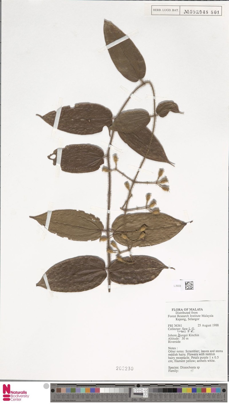 Macrolenes johorensis photo 2