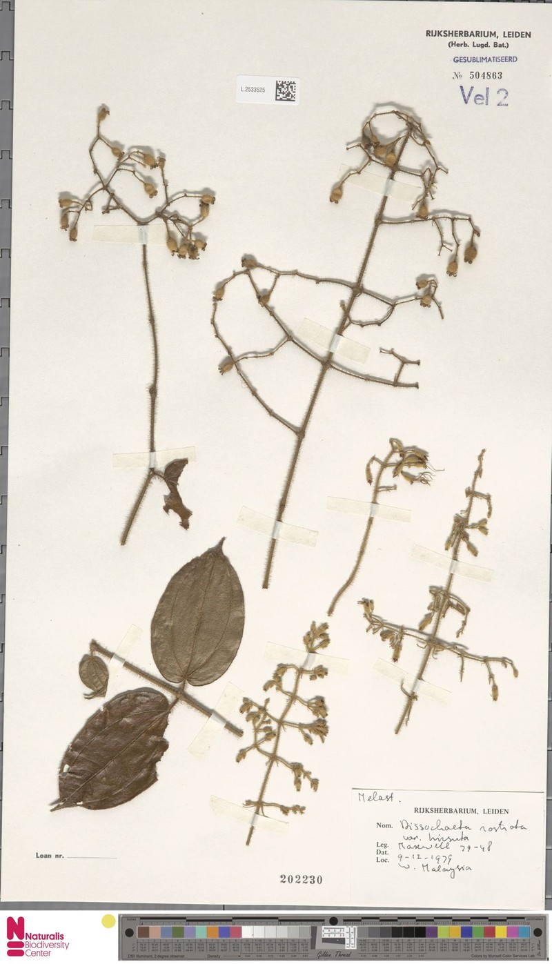 Macrolenes johorensis photo 3