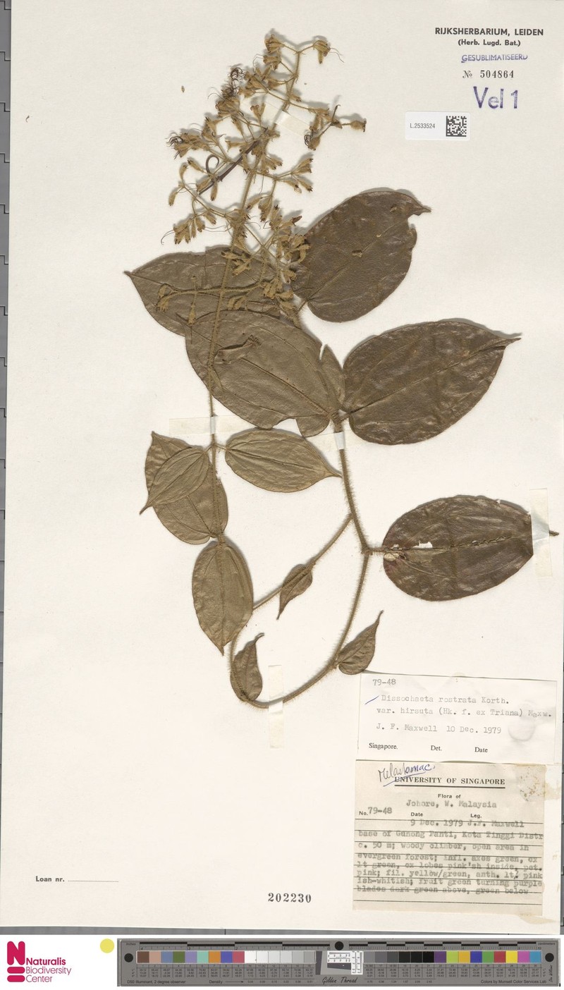Macrolenes johorensis photo 4