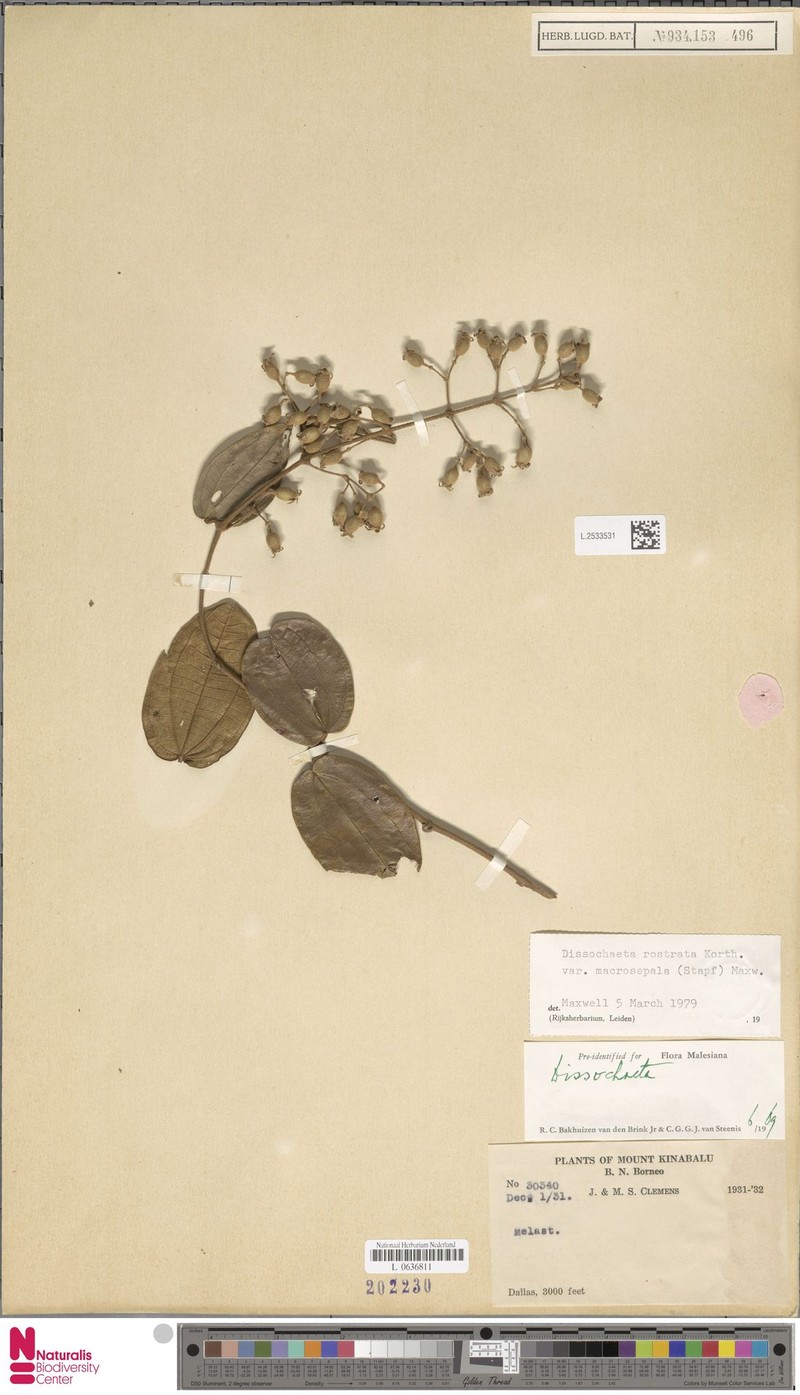 Macrolenes macrosepala
