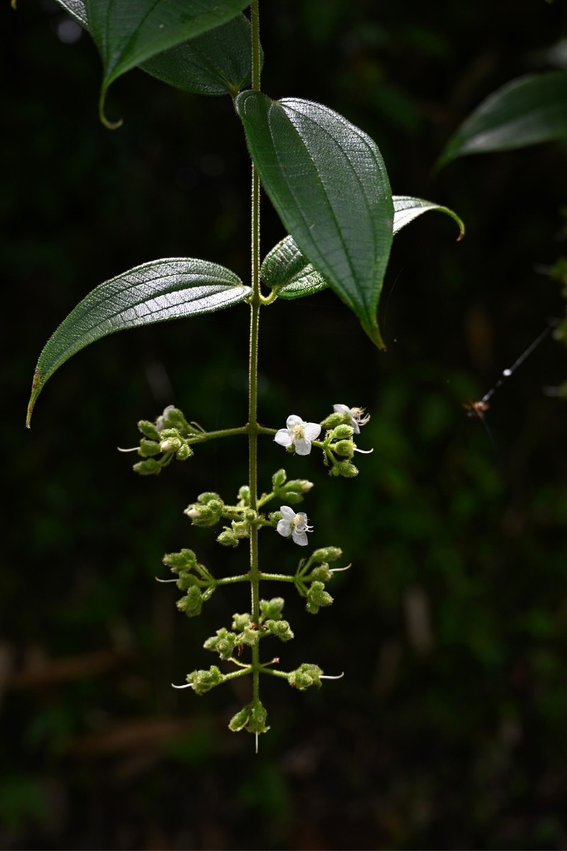 Macrolenes porphyrocarpa
