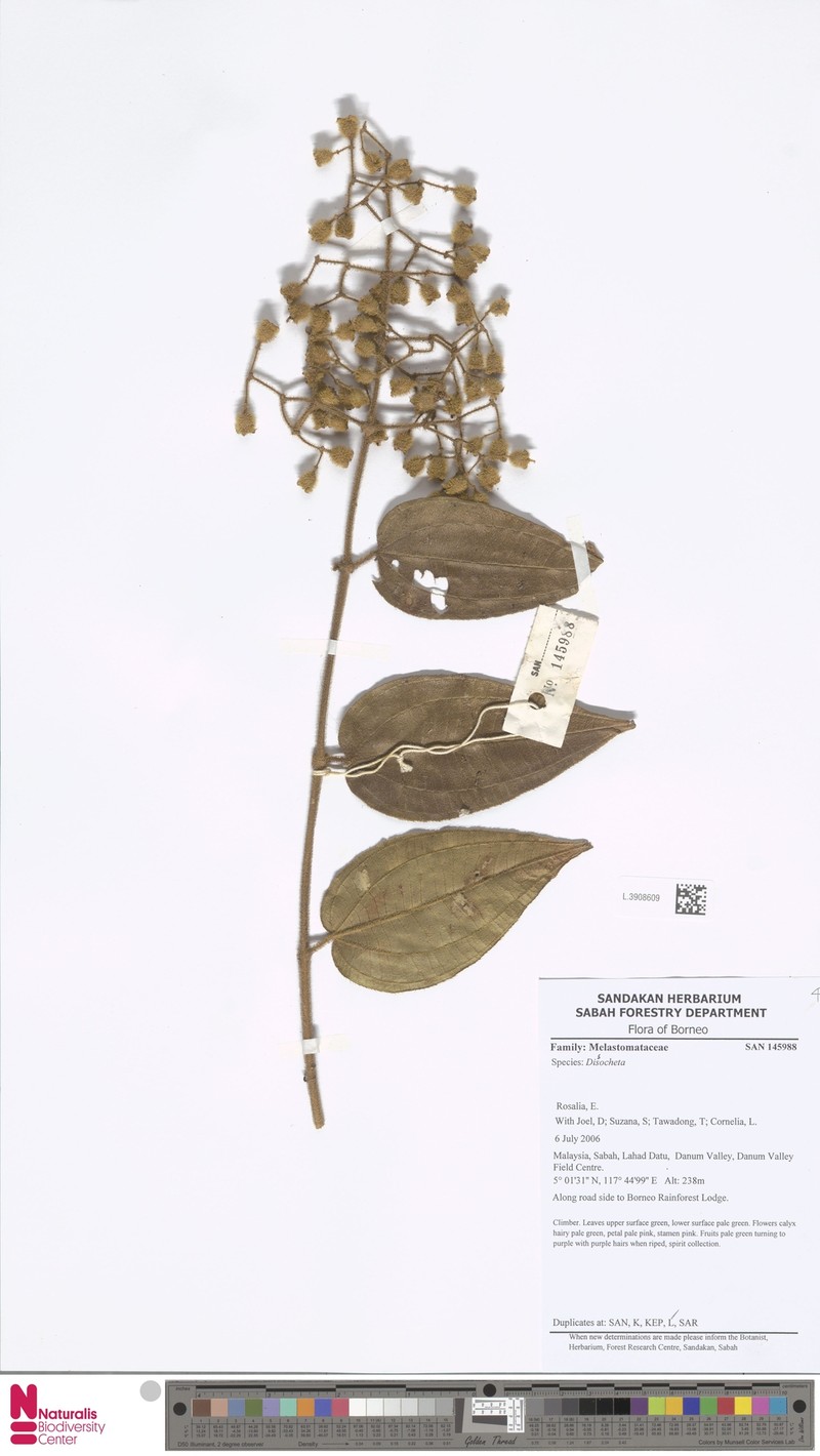 Macrolenes porphyrocarpa photo 2