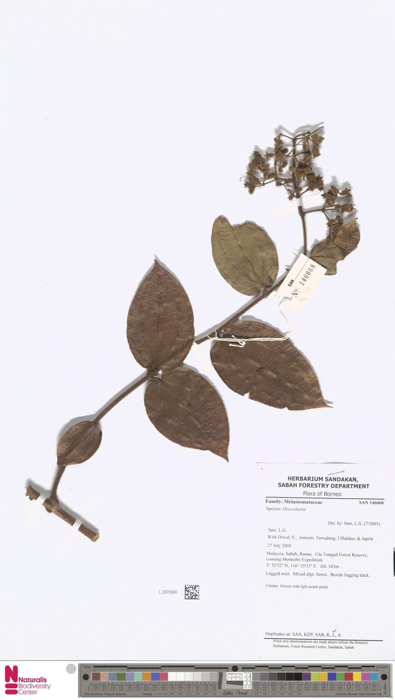 Macrolenes porphyrocarpa photo 3