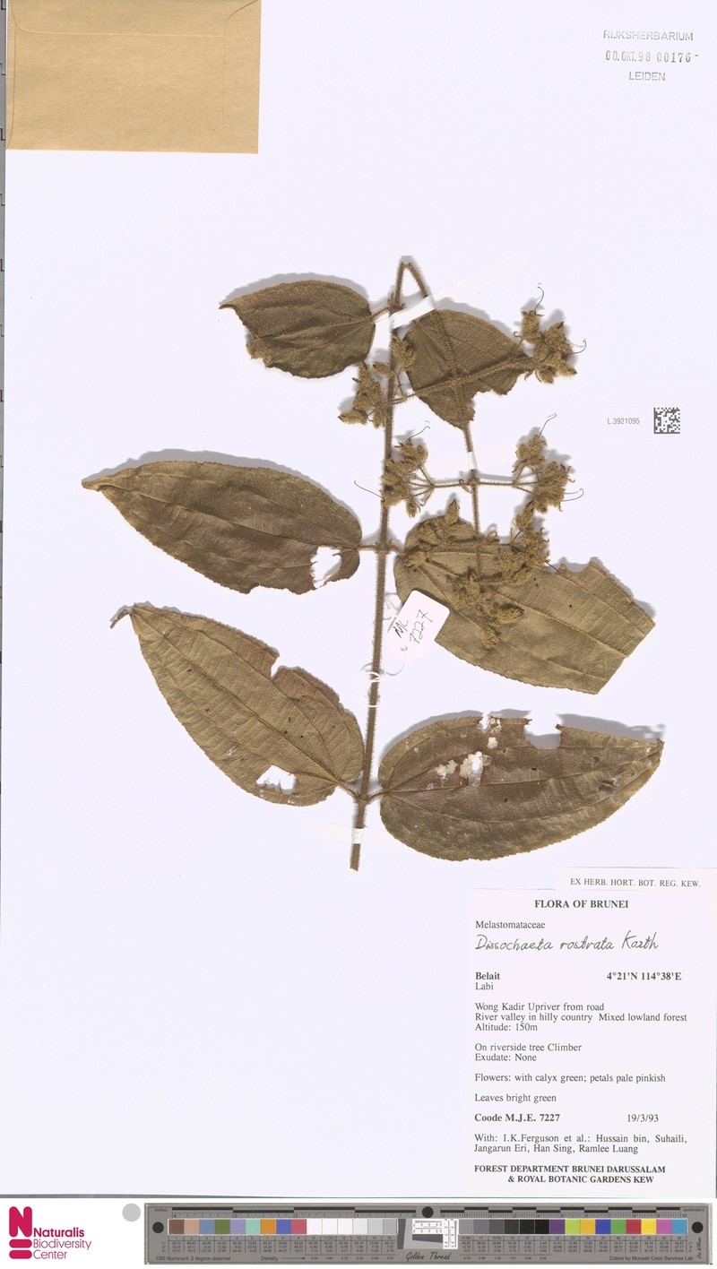 Macrolenes porphyrocarpa photo 4
