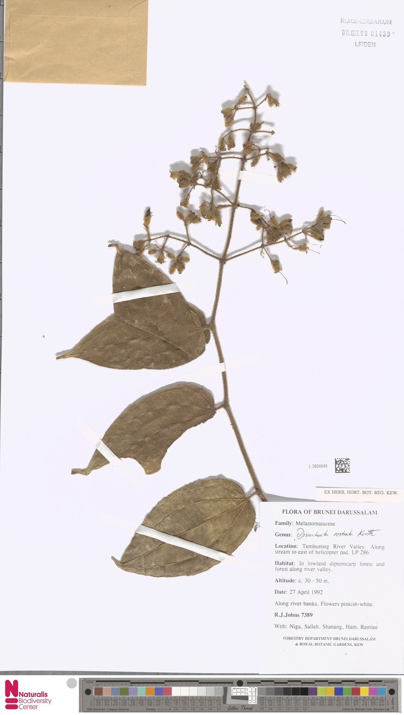 Macrolenes porphyrocarpa photo 5