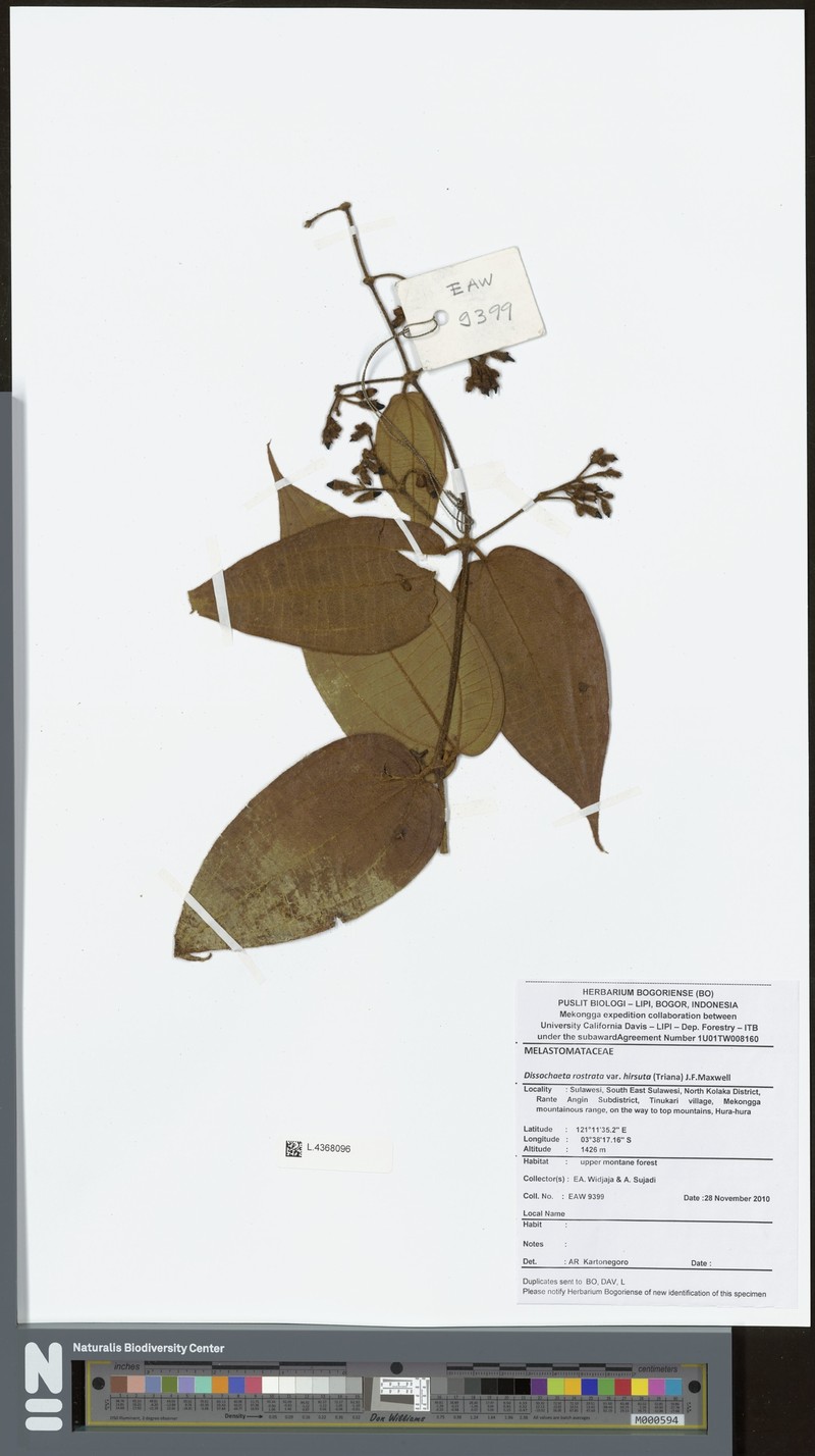 Macrolenes rostrata