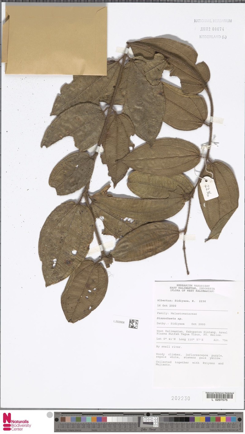Macrolenes rostrata photo 2