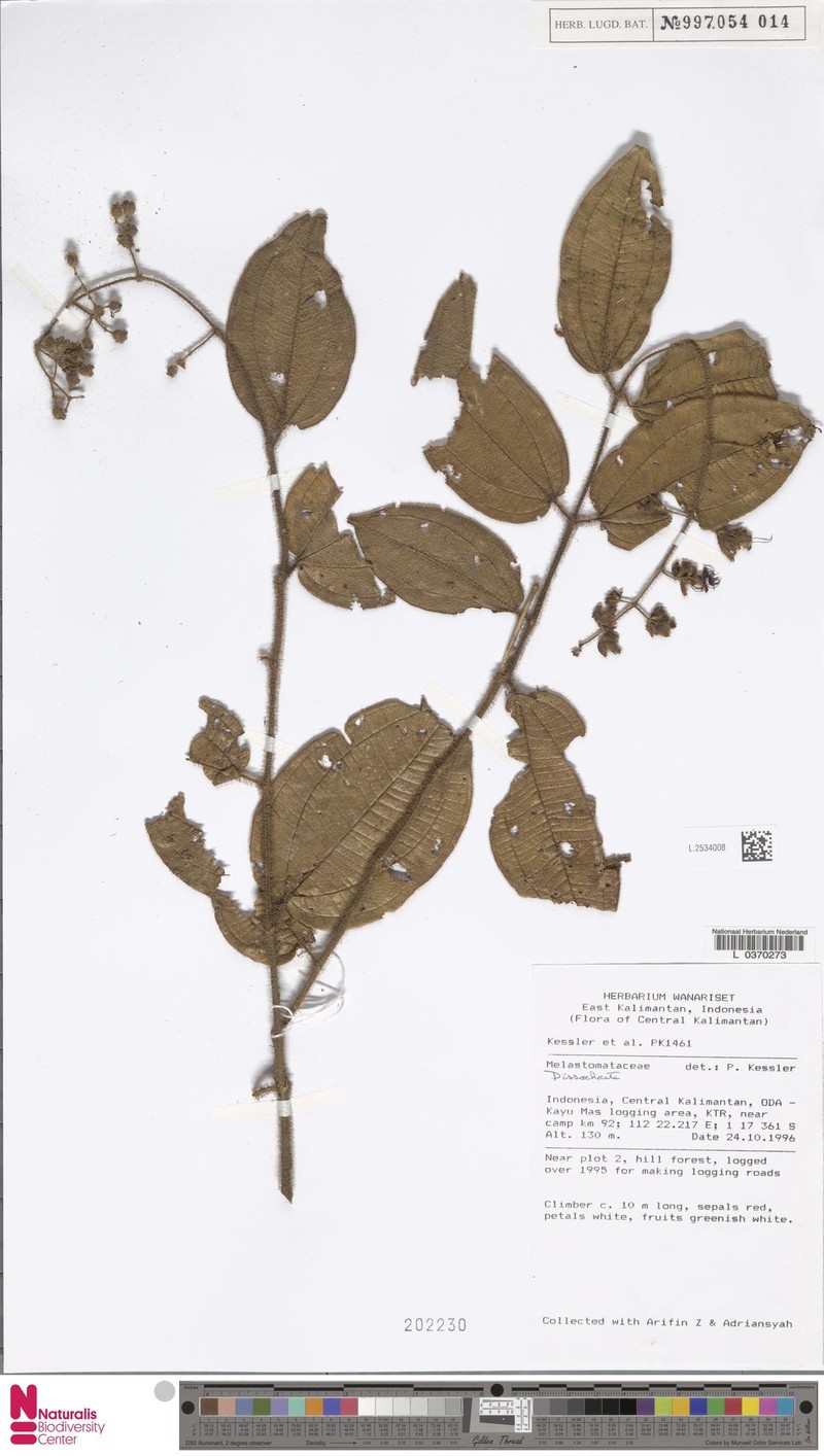 Macrolenes rostrata photo 3