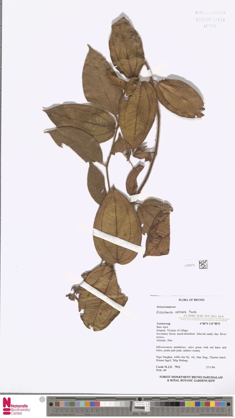 Macrolenes rostrata photo 4