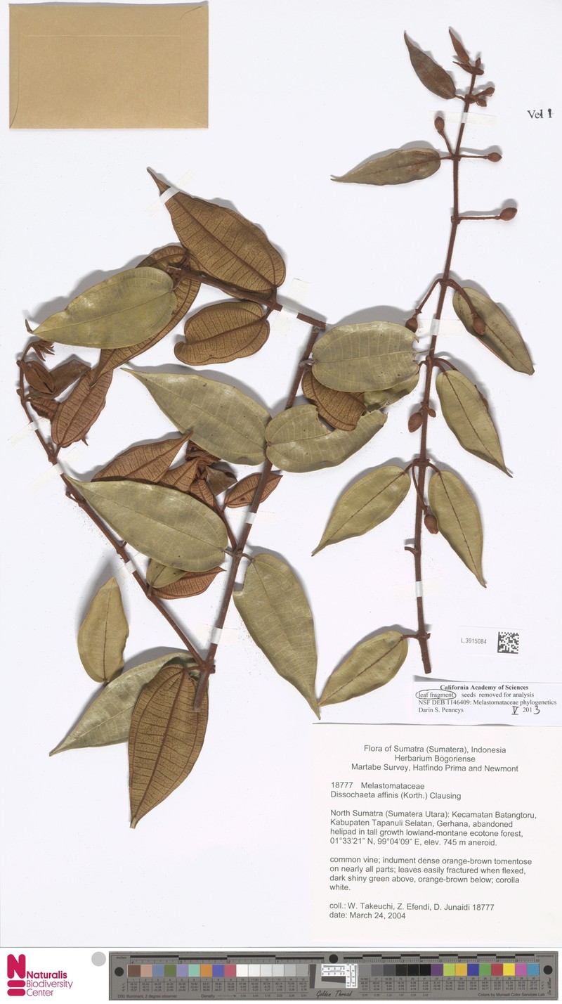 Macrolenes tuberculata