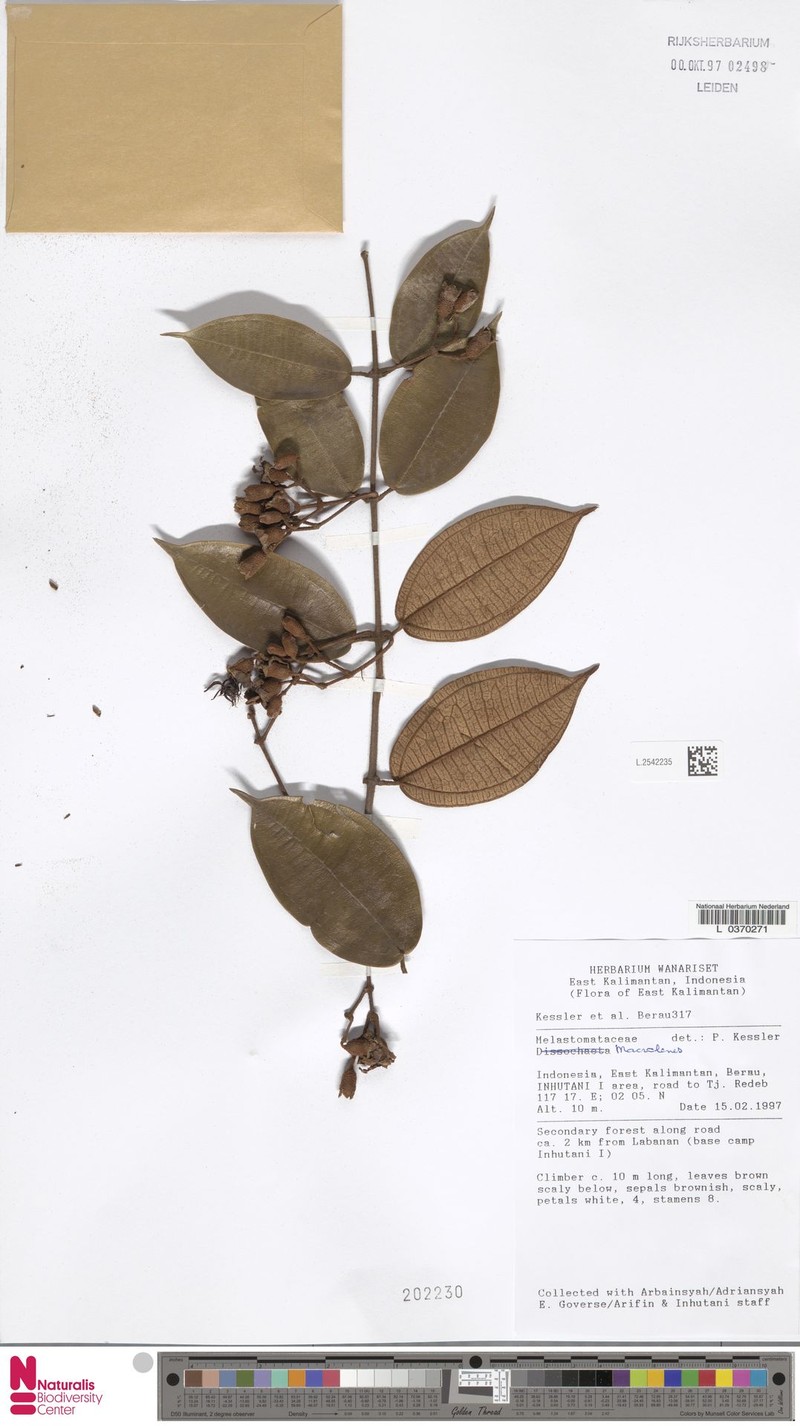 Macrolenes tuberculata photo 2