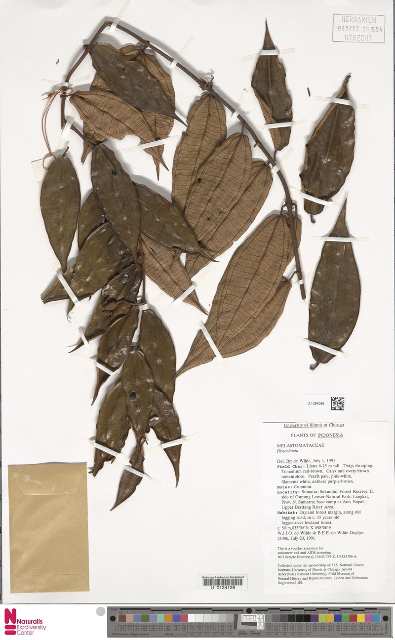 Macrolenes tuberculata photo 3