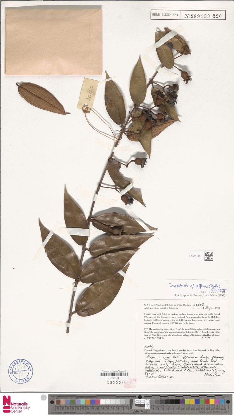 Macrolenes tuberculata photo 4