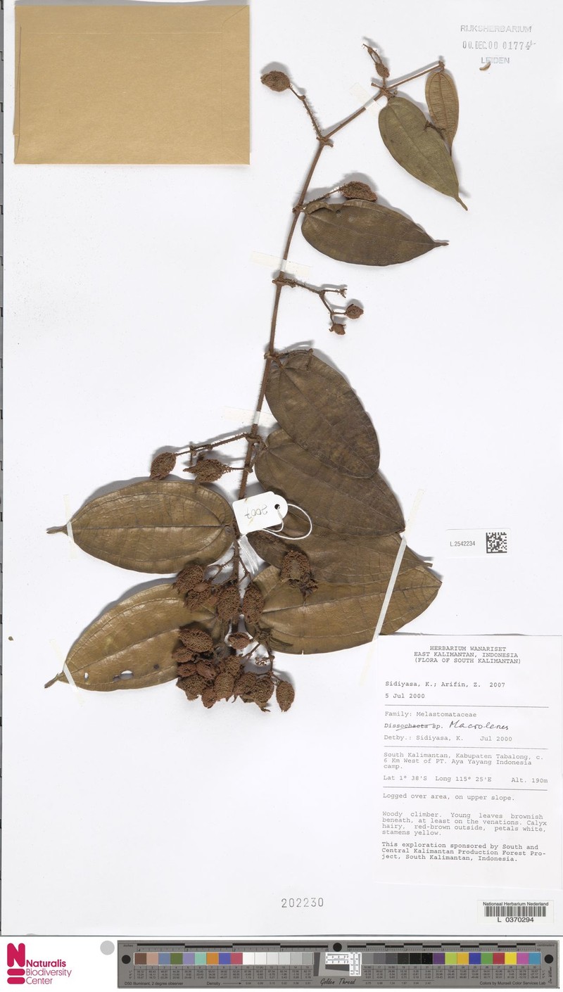 Macrolenes veldkampii