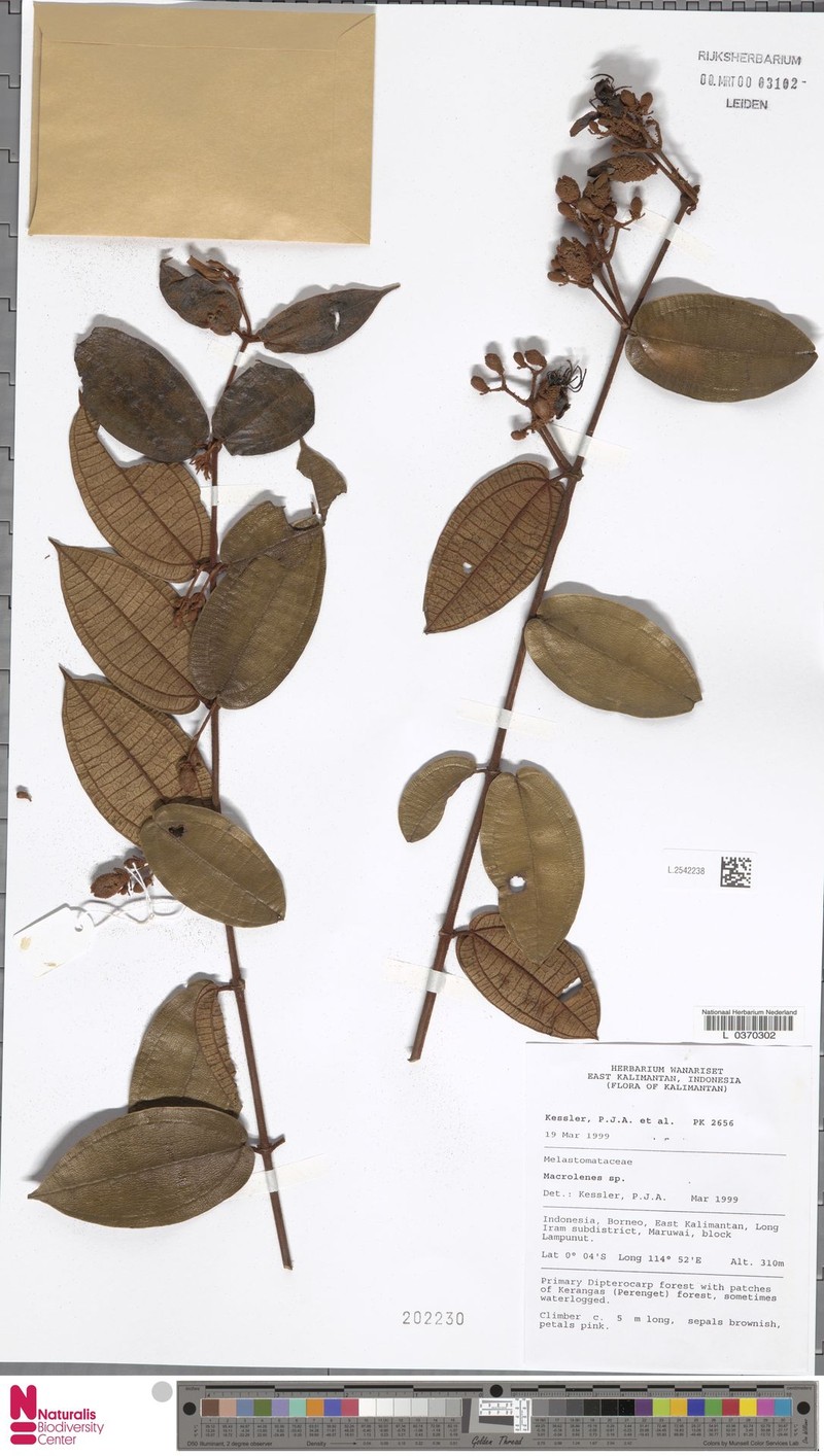 Macrolenes veldkampii photo 3